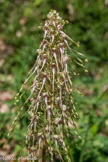 <center>Chemin du Mont Jalla.</center> Orchis bouc.