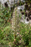 <center>Chemin du Mont Jalla.</center> Orchis bouc.