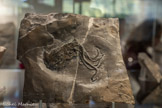 <center>Le Muséum de l’Ardèche.</center>Le Muséum rassemble l’une des plus impressionnantes collections de fossiles à conservations exceptionnelles du monde. Près de 600 pièces originales sont exposées et vous racontent l’histoire de la Vie en Ardèche depuis 300 millions d’années et la longue histoire de la Vie et de la terre depuis 3,8 milliards d’années. <br>Proteroctopus ribeti (Fischer et Riou, 1982)
Holotype MNHN R03801 le plus ancien octopode connu.
Découvert en 1981 par Bernard Riou à La Voulte sur Rhône (site de La Boissine)
Jurassique moyen (165 Ma