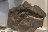 <center>Le Muséum de l’Ardèche.</center>Ancêtre du requin-chat
Indéterminé
Jurassique Callovien
165 millions d'années
AUVERGNE