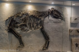<center>Le Muséum de l’Ardèche.</center>Femelle Hipparion gravide
Equidae
Hipparion truyoisi
Miocène Turolien inférieur
7,54 ± 0,05