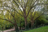 <center>Le parc des Buttes-Chaumont  </center> Platanes.