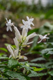 <center>Les serres d'Auteuil. </center>Whitfieldia elongata est une espèce de plantes herbacées à fleurs de la famille des Acanthaceae originaire d'Afrique tropicale.