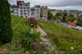 <center>Musée de Montmartre</center>Les vignes de Montmartre. L'existence de vignes à Montmartre est attestée dès 944. Au XIIe siècle, des vignes sont plantées par les dames de l'abbaye de Montmartre fondée par Adélaïde de Savoie. L'appauvrissement de l'abbaye amène celle-ci à vendre ses parcelles de vigne. Au XVIe siècle, les habitants de Montmartre sont principalement laboureurs-vignerons. Les vignes sont cultivées du sommet de la butte jusqu'aux plaines environnantes. Au début du XVIIe siècle, à l'emplacement actuel du Clos-Montmartre, s'élève une guinguette champêtre. Son nom, Le Parc de la Belle Gabrielle, vient du voisinage d'une maison qui aurait appartenu à Gabrielle d'Estrées, maîtresse du roi Henri IV. Au XVIIIe siècle, la colline est recouverte aux trois quarts de vignes et le vin, non soumis aux droits d'octroi car en dehors de Paris, a favorisé l'ouverture de tavernes et cabarets. Lorsque Montmartre est annexée à Paris en 1860, les habitations se développent au détriment de la vigne restante. À l'endroit des vignes actuelles, il y avait un jardin et une maison où habitait le chansonnier Aristide Bruant. En 1928, toutes les vignes ont disparu. En 1933, la ville de Paris crée le Clos-Montmartre en plantant vingt mille pieds de vigne de gamay et de pinot noir. Le domaine s'étend à l'emplacement de l'ancien square de la Liberté, aménagé par le dessinateur Francisque Poulbot, fondateur de la République de Montmartre, en 1929.<br>
A droite, en rouge, le Lapin Agile. Le « Cabaret du Lapin Agile » est le temple des chansonniers et des artistes où se retrouvaient Carco, Apollinaire, Courteline, Max Jacob, Renoir, Utrillo, Modigliani, Braque, Picasso parmi tant d’autres.
En 1875, le peintre caricaturiste André Gill peint l’enseigne représentant un lapin bondissant hors d’une casserole : « Le Lapin à Gill » se transforma tout naturellement en « Lapin Agile ». Le Cabaret du Lapin Agile est le dernier survivant des cabarets artistiques du XIXème siècle, toujours en activité.