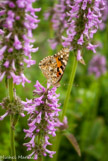 <center>Milly la Forêt.</center> Papillon Belle-Dame.