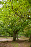 <center>Forêt de Fontainebleau. </center>Un charme remarquable.