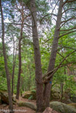 <center>Forêt de Fontainebleau. </center>Un arbre remarquable (rond bleu).