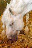 <center>Chantilly. Les grandes écuries. </center>