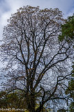 <center>Parc de Bagatelle. </center>