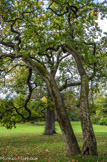 <center>Parc de Bagatelle. </center>