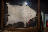 <center>Le musée Goya.</center>Peau de taureau, avec la carte de l'Espagne.