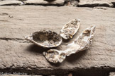 <center>La teste de Buch</center>Coquille d'huitre colonisée par des petites qui ne sont pas récupérables.
