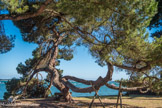 <center>Cap ferret</center>Arbre devant la chapelle.