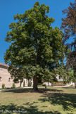 <center>Cluny.</center> Le haras de Cluny. Le tilleul a plus de 200 ans.