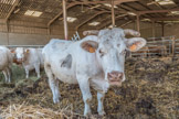 <center>Montalibord </center>Bovins charolais.