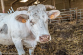 <center>Montalibord </center>Bovins charolais.