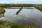 <center>Guérande. </center> Le Corbier. L'eau sort de la vasière et pénètre soit directement dans la saline, soit dans un cobier. Un dispositif 