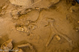 <center>Tautavel.</center>Chantier des fouilles. Un os et une machoire de rêne.