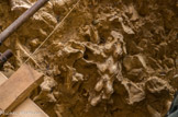 <center>Tautavel.</center>Chantier des fouilles. Vertèbres de cheval.