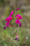<center>Glaïeul sauvage.</center>