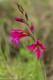 <center>Glaïeul sauvage.</center>