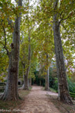 <center>Les jardins d'Albertas</center>La grande allée des platanes, plantés vers 1830 en remplacement des ormeaux d'origine, ils culminent à plus de 35 mètres de haut.