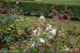 <center>Les jardins d'Albertas</center>Les roses Jardin d'Albertas. Les fins rameaux du rosier  portent des fleurs rose pâle irisées de rose vif au pourtour des pétales tout en finesse. Chaque rose a une configuration unique, qui participe à toute la grâce de ce rosier buisson au port souple et ouvert. L'obtenteur est Guillot-Massad, l'éditeur est la Roseraie Guillot.