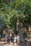 <center></center><center> La Bastide Marin </center> Le micocoulier d'un diamètre de 4,25 m devant la porte d'entrée, le nombre de cernes d'une branche coupée le date de plus de 400 ans. Il protège la Bastide et chasse le diable.