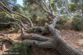 <center></center><center>  L'île Verte</center> Arbre couché par le vent.