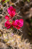 <center>Parc du Mugel.</center>Bougainviller glabre.