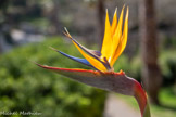 <center>Parc du Mugel.</center>Strelitzia ou oiseau de paradis.