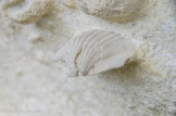 <center> Fossiles marins. </center>