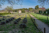 <center>Monastère Saint-Paul-de-Mausole</center>Le jardin.