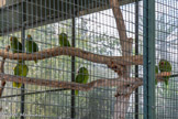 <center>Le Jardin zoologique tropical</center>Perruche à tête jaune.