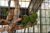 <center>Le Jardin zoologique tropical</center>Perruche à tête jaune.