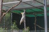 <center>Le Jardin zoologique tropical</center>Cacatoès soufré.
Cacatua sulphurea.
Ordre : Psittaciformes Famille : Cacatuidés.
Où vivent-ils ?
Indonésie: Cultures, Savanes arborées et forêts.
Sont-ils protégés ?
Espèce en annexe 1, menacée.
Comment vivent-ils ?
Végétarien : graines et fruits
30 ans dans la nature et jusqu'à 50 ans en parc animalier
Le cacatoès soufré est aussi nommé petit cacatoès à huppe jaune. Aujourd'hui protégés, ces oiseaux intelligents ont souvent été capturés pour approvisionner te marché des animaux de compagnie. Les populations sauvages doivent à présent faire face à la destruction rapide de leur habitat naturel.