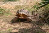 <center>Le Jardin zoologique tropical</center>Tortue sillonnée.
Centrochelys sulcata.
Famille : Testudinés.
Ordre : Chéloniens.
Habitat : Savanes et forêts sèches.
Aire d'origine : Ceinture sahélienne, du Sénégal à l'Ethiopie.
Espérance de vie : Jusqu'à 50 ans dans la nature et 70 ans en captivité.
Régime alimentaire : Principalement herbivores, occasionnellement ossements et cadavres de petits animaux.
Statut de conservation : Vulnérable (UICN), espèce classée en annexe II de la CITES.