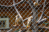 <center>Le Jardin zoologique tropical</center>Singe-écureuil des Guyanes.
Saimiri sciureus sciureus.
Ordre : primates.
Famille : cébidés.
Origine : Guyana, Surinam, Guyane Francaise, Brésil
Habitat : forêts tropicales humides.
Statut: espèce peu menacée. 
Nourriture : fruits, insectes.