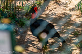 <center>Le Jardin zoologique tropical</center>Calao terrestre de Leadbeater
Bucorvus leabeateri Ordre : Bucérotiformes
Famille : Bucorvidés
Aire répartition : Afrique Australe et de l'Est
Habitat. : Forêts tropicales d'altitude
Nourriture : Insectes, reptiles, mammifères et oiseaux
Statut : Vulnérable (UICN)
Ces oiseaux terrestres vivent en groupe familial de 5/10 individus. Le couple est assisté par ses jeunes subadultes pendant le nourrissage de la nichée.