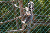 <center>Le Jardin zoologique tropical</center>Maki Catta
Lemur Catta
Ordre: Primates.
Famille: Lemuridés.
Origine : Madagascar (Sud - Ouest).
Habitat : Forêts épineuses Forêt sèches. Statut: Espèce quasi menacée (UICN.2008)
Nourriture : Fruits Feuilles Ecorces, Invertébrés