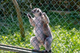 <center>Le Jardin zoologique tropical</center>Maki Catta
Lemur Catta
Ordre: Primates.
Famille: Lemuridés.
Origine : Madagascar (Sud - Ouest).
Habitat : Forêts épineuses Forêt sèches. Statut: Espèce quasi menacée (UICN.2008)
Nourriture : Fruits Feuilles Ecorces, Invertébrés