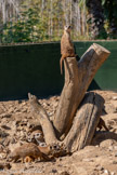 <center>Le Jardin zoologique tropical</center>Un pour tous et tous pour un !
Les suricates vivent en groupe - appelé aussi 