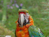 <center>Parc Animalier et Botanique de Sanary</center>Ara