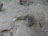 <center>Parc Animalier et Botanique de Sanary</center>Mangouste fauve. Afrique australe.