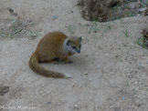 <center>Parc Animalier et Botanique de Sanary</center>Mangouste fauve. Afrique australe.