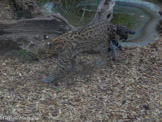 <center>Parc Animalier et Botanique de Sanary</center>Ocelot