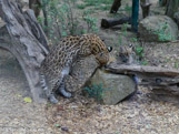 <center>Parc Animalier et Botanique de Sanary</center>Ocelot