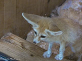<center>Parc Animalier et Botanique de Sanary</center>Fennec