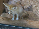 <center>Parc Animalier et Botanique de Sanary</center>Fennec